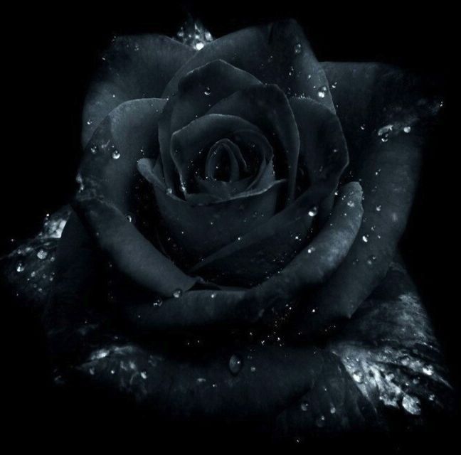 الورد الأسود موسوعة الورد