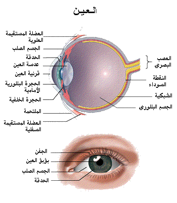 العين و الرؤية،اليه حدوث الرؤيه 4655