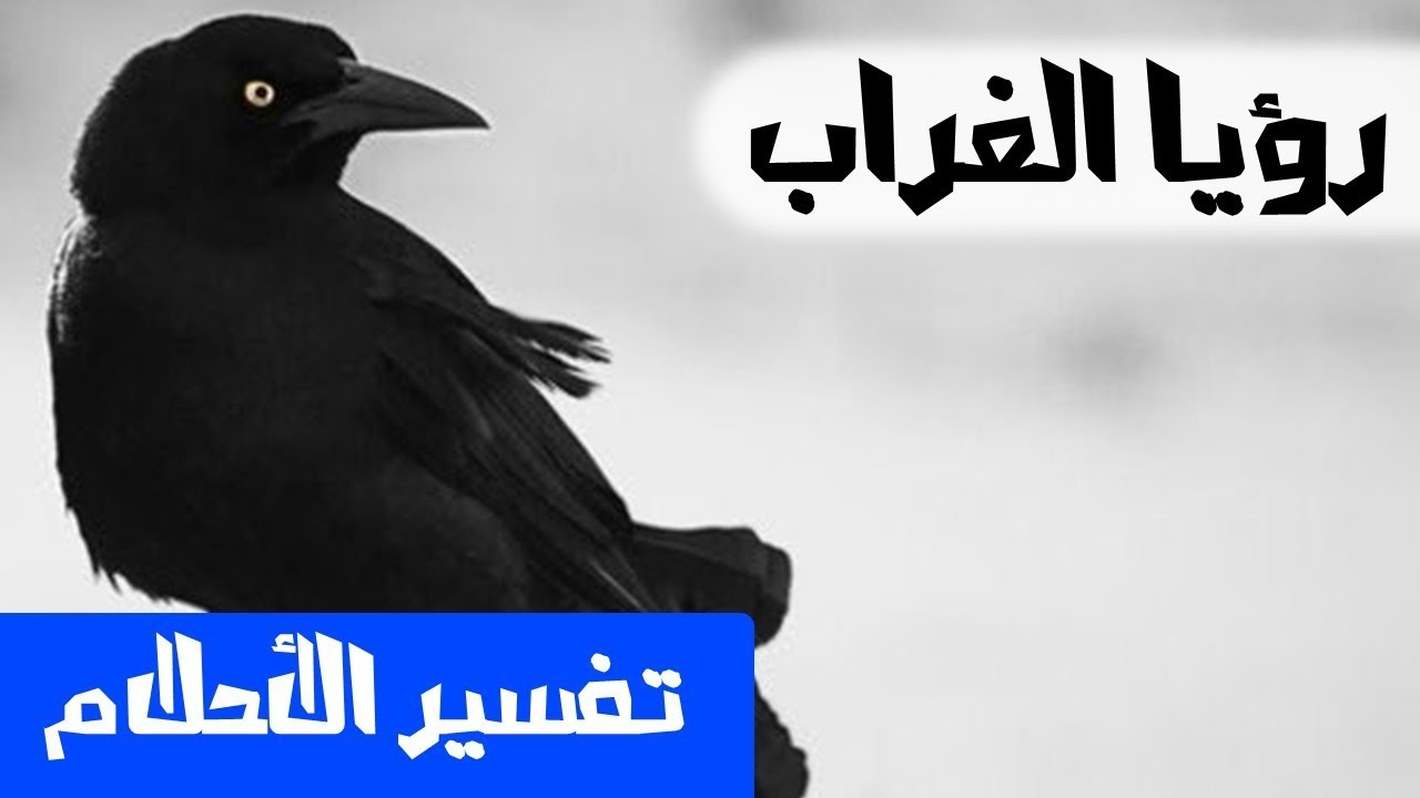 تفسير الاحلام غراب , تعرف على دلالات ورويه هذا المخلوق