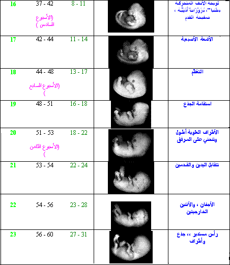 مراحل نمو الجنين بالصور السونار - لدينا خطوات مراحل نمو الجنين في فتره الحمل بالسونار 7853