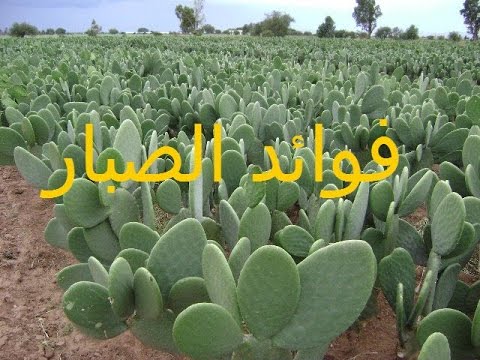 فوائد نبات الصبار , اهميه نبات الصبار وفوائده الرائعه العديده تعرف عليها