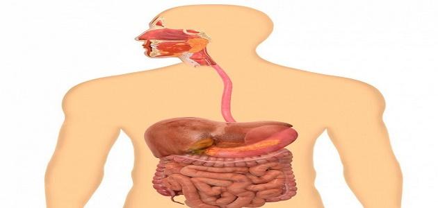 كيف تتم عملية الهضم , رحله الطعام في جسم الانسان