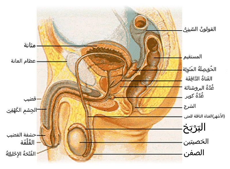 ما هو العقم عند الرجال،متي يحدث العقم للرجال و اعراضه 5022 1