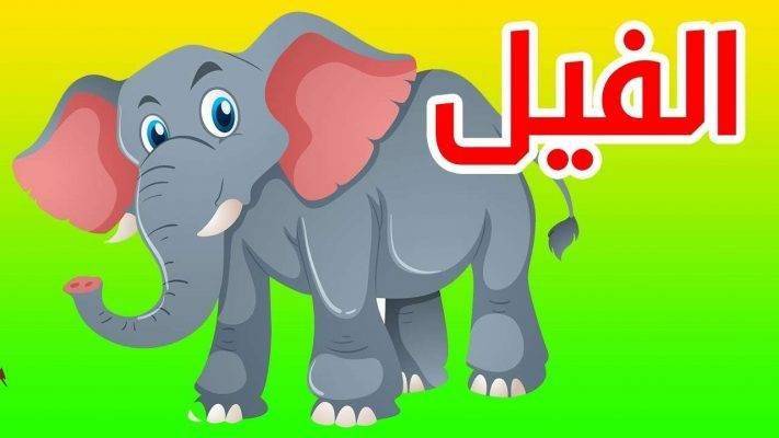 معلومات عن الفيل للاطفال - كم يبلغ وزن الفيل