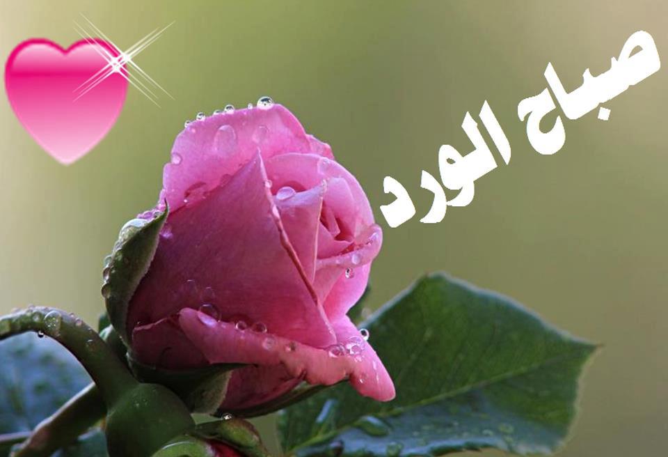 صور صباح المحبه - احلى واجمل عبارات صباحيه للحبيب 5435 6