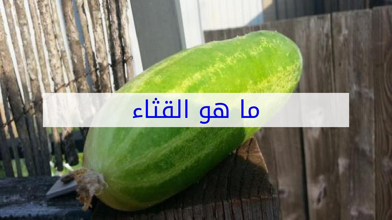 ما هو القثاء في الجزائر , معني الثقاء وفوائده تعرف عليها