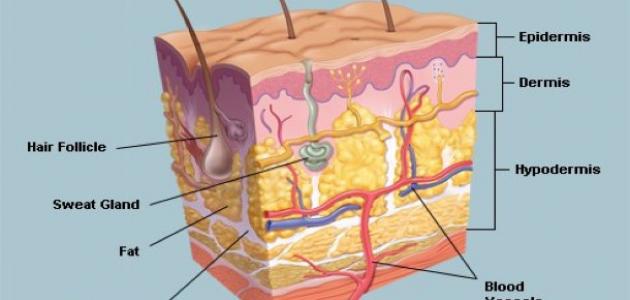 ما اسم سطح الطبقة الداخلية للجلد , تعرف علي اسم اهم طبقات الجلد الداخليه