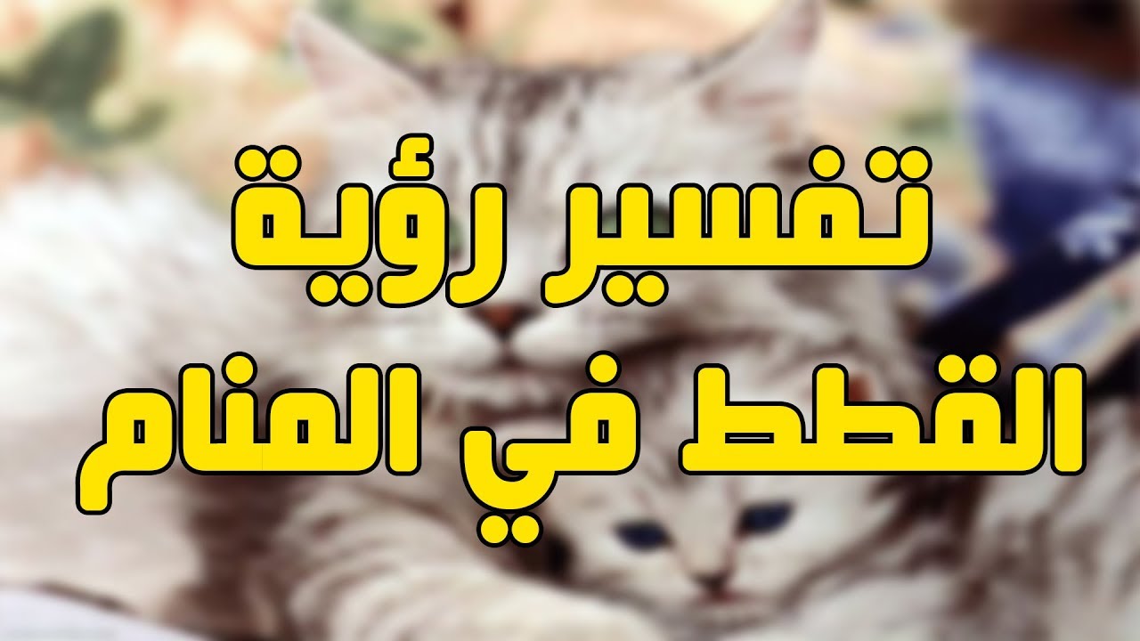 تفسير الاحلام قطط -رويه هذا المخلوق لها دلالات كثيره 4124 1