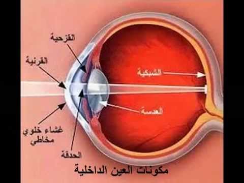 العين و الرؤية،اليه حدوث الرؤيه 4655 1