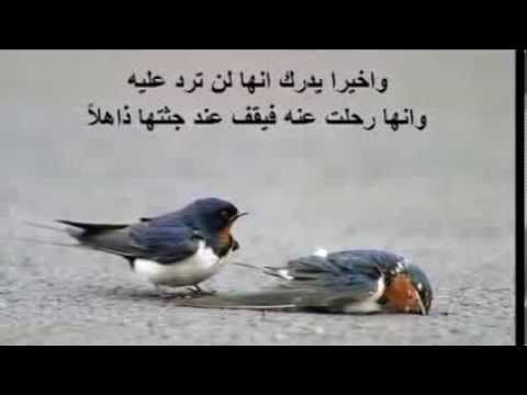 الصورة الاكثر حزنا في العالم - مواقف مؤلمة تحزن حين تراها 1650 9