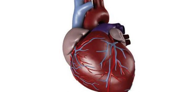 مقالة علمية عن القلب , اهميه القلب ووظائفه في جسم الانسان معلومات تهمك