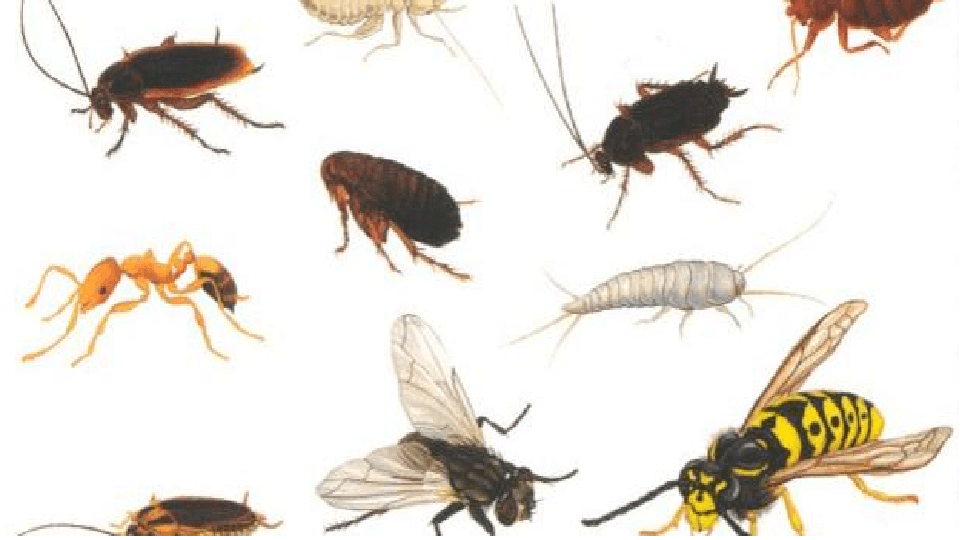 Домашние насекомые разводит человек. Домашних насекомых. Личинки домашних насекомых. Самые распространенные домашние насекомые. Домашние насекомые полезные для человека.