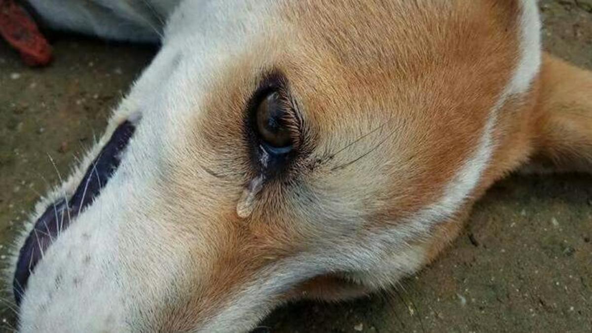 صور حيوانات تبكي , تشعر الحيوانات بالحرن صور حزينه