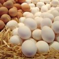 5452 2 الفرق بين البيض الاحمر والابيض - البيض فيه نسبه عاليه من الكالسيوم قدرية نوح