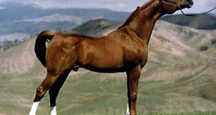 5114 3 تفسير حلم الحصان البني للعزباء - الحصان يدل على الشجاعه والقوه قدرية نوح
