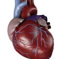7882 2 مقالة علمية عن القلب - اهميه القلب ووظائفه في جسم الانسان معلومات تهمك قدرية نوح