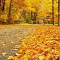 8328 6 1 صور فصل الخريف،خلفيات مناظر طبيعيه خريفيه قدرية نوح