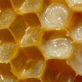 8696 3 ما هو غذاء ملكات النحل،فوائد و اضرار غذاء ملكات النحل أيه أحمد