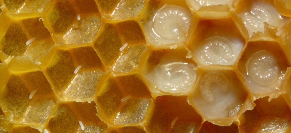 8696 ما هو غذاء ملكات النحل،فوائد و اضرار غذاء ملكات النحل أيه أحمد